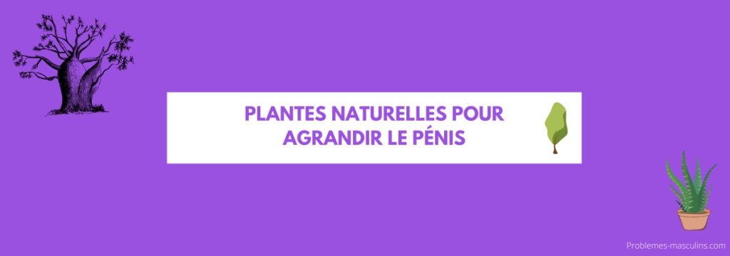plantes naturelles pour agrandir le penis